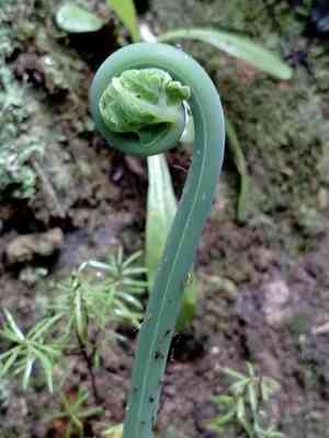 Batwing fern(Histiopteris incisa)