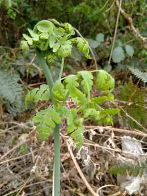 Batwing fern(Histiopteris incisa)