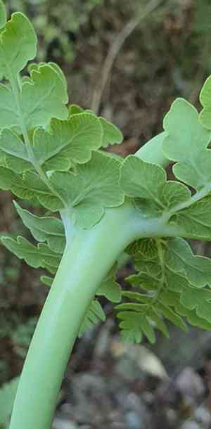 Batwing fern(Histiopteris incisa)