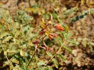 Indian rushpea(Hoffmannseggia glauca)