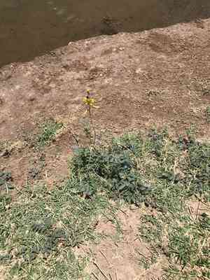 Indian rushpea(Hoffmannseggia glauca)