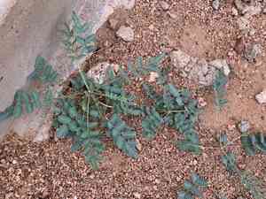 Indian rushpea(Hoffmannseggia glauca)