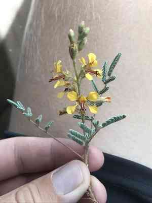 Indian rushpea(Hoffmannseggia glauca)