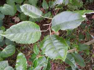 New zealand mallow(Hoheria populnea)