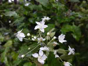 New zealand mallow(Hoheria populnea)