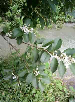 New zealand mallow(Hoheria populnea)