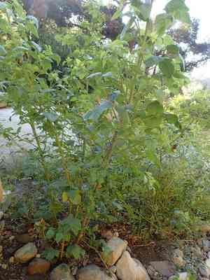 Large leather-root(Hoita macrostachya)