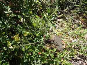 Large leather-root(Hoita macrostachya)
