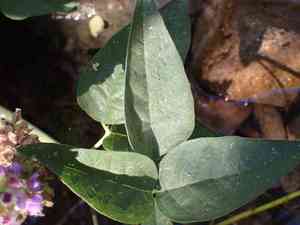 Large leather-root(Hoita macrostachya)