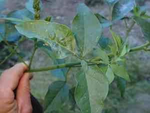 Large leather-root(Hoita macrostachya)