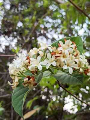 Feverpod(Holarrhena pubescens)