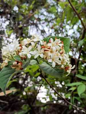 Feverpod(Holarrhena pubescens)
