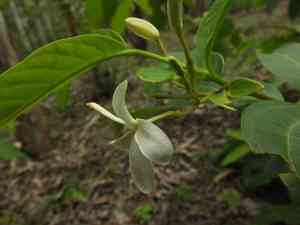 Feverpod(Holarrhena pubescens)