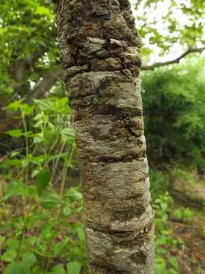 Feverpod(Holarrhena pubescens)