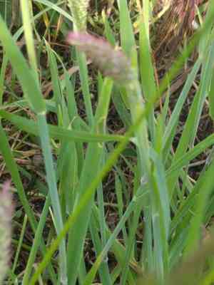Yorkshire Fog(Holcus lanatus)