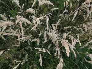 Yorkshire Fog(Holcus lanatus)