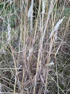 Yorkshire Fog(Holcus lanatus)