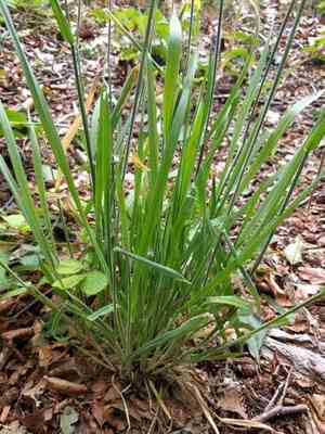 Yorkshire Fog(Holcus lanatus)