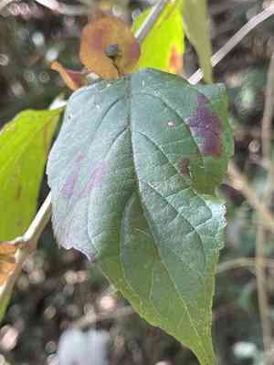 Chinese hat plant(Holmskioldia sanguinea)