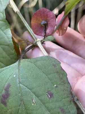 Chinese hat plant(Holmskioldia sanguinea)