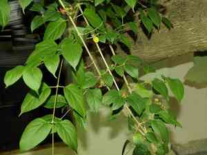 Chinese hat plant(Holmskioldia sanguinea)