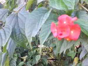 Chinese hat plant(Holmskioldia sanguinea)