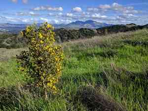 Heermanns tarweed(Holocarpha heermannii)