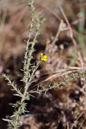 Heermanns tarweed(Holocarpha heermannii)