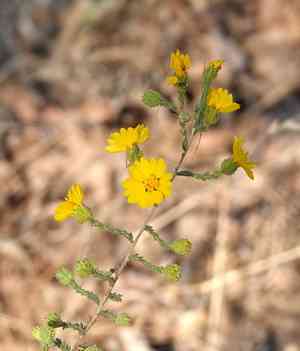 Heermanns tarweed(Holocarpha heermannii)
