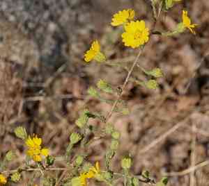 Heermanns tarweed(Holocarpha heermannii)