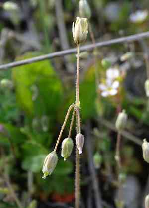 Jagged chickweed(Holosteum umbellatum)