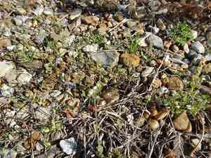 Jagged chickweed(Holosteum umbellatum)