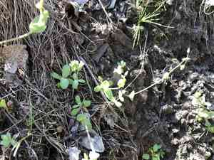 Jagged chickweed(Holosteum umbellatum)