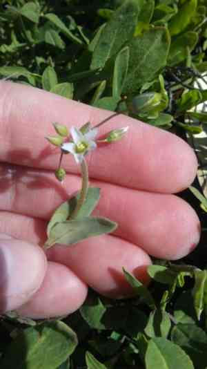 Jagged chickweed(Holosteum umbellatum)