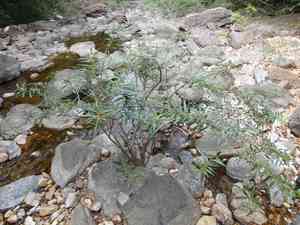 Willow-leaved water croton(Homonoia riparia)