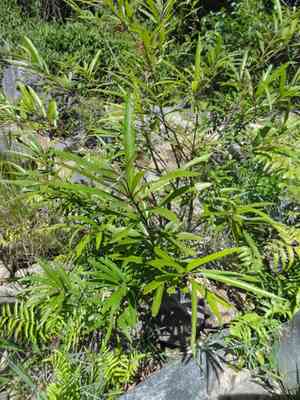 Willow-leaved water croton(Homonoia riparia)