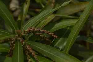 Willow-leaved water croton(Homonoia riparia)