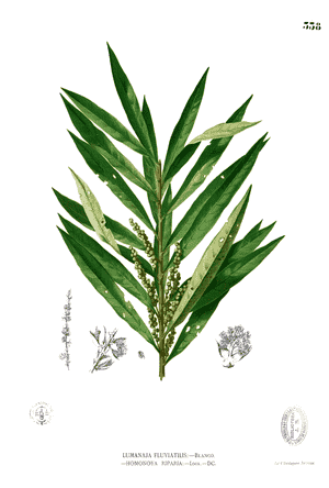 Willow-leaved water croton(Homonoia riparia)