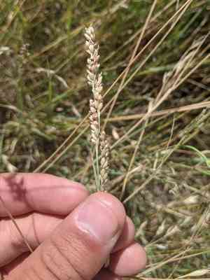 Vine mesquite(Hopia obtusa)
