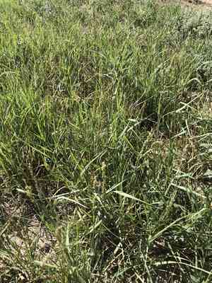 Vine mesquite(Hopia obtusa)