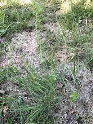 Vine mesquite(Hopia obtusa)