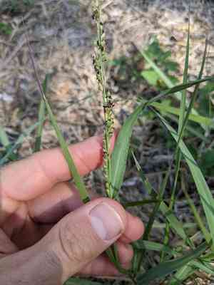 Vine mesquite(Hopia obtusa)