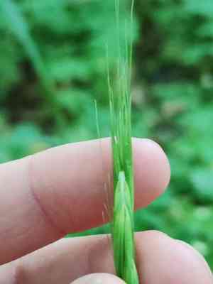 Wood barley(Hordelymus europaeus)