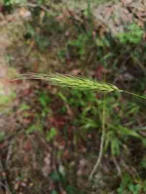 Wood barley(Hordelymus europaeus)