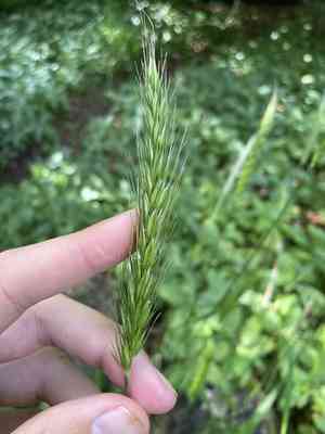 Wood barley(Hordelymus europaeus)