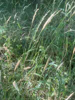 Wood barley(Hordelymus europaeus)