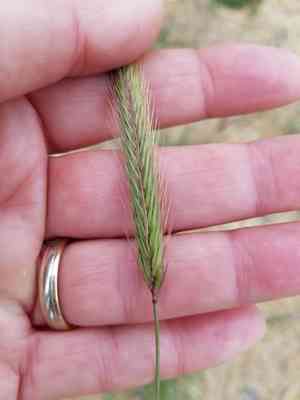 Meadow barley(Hordeum brachyantherum)