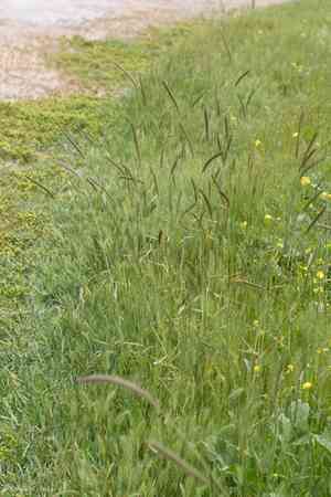 Meadow barley(Hordeum brachyantherum)