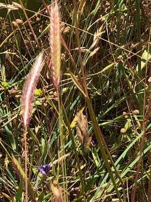 Meadow barley(Hordeum brachyantherum)