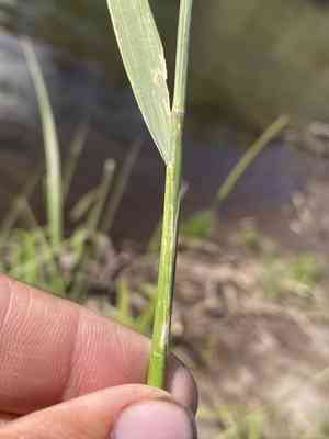 Meadow barley(Hordeum brachyantherum)